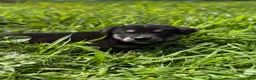 Goberian dogs for sale: Jingles - Ad 1