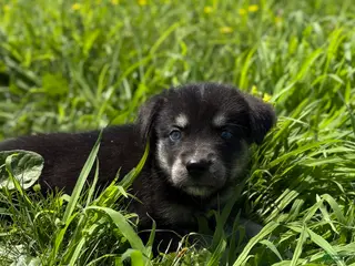 Goberian dogs Jingles - Ad 1