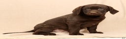 Labrador Retriever dogs for sale: Jax - Ad 2