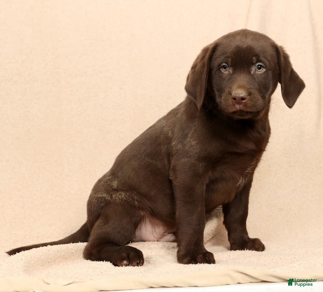 Labrador Retriever dogs for sale: Jax - Ad 2