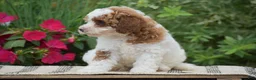 Miniature Poodle dogs for sale: Lola - Ad 7
