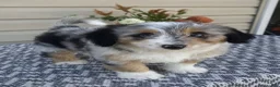 Mini Aussiedoodle dogs for sale: Lily - Ad 4