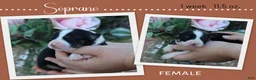 Miniature Australian Shepherd dogs for sale: Soprano - Ad 1