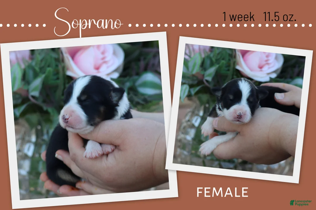 Miniature Australian Shepherd dogs for sale: Soprano - Ad 1