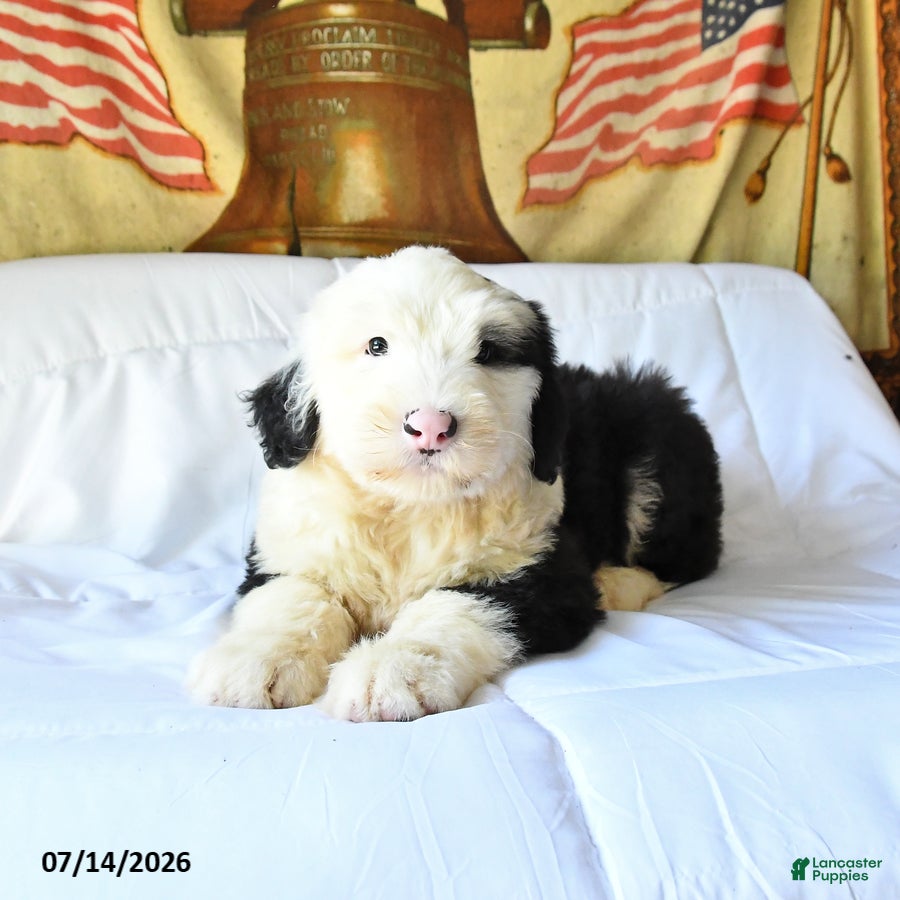 Old English Sheepdog dogs Zorro - Ad 2