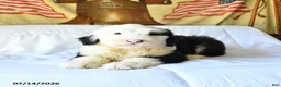 Old English Sheepdog dogs for sale: Zorro - Ad 2