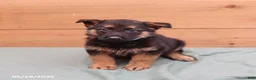 German Shepherd dogs for sale: General - Ad 5