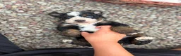 Mini Bernedoodle dogs for sale: Blaze - Ad 2