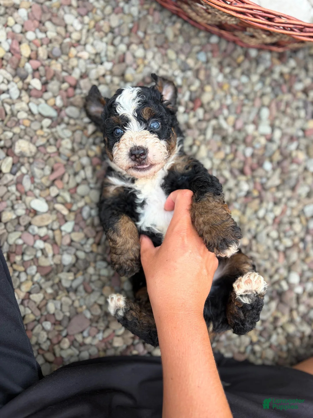 Mini Bernedoodle dogs for sale: Blaze - Ad 2