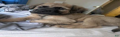 Mixed Breed 2