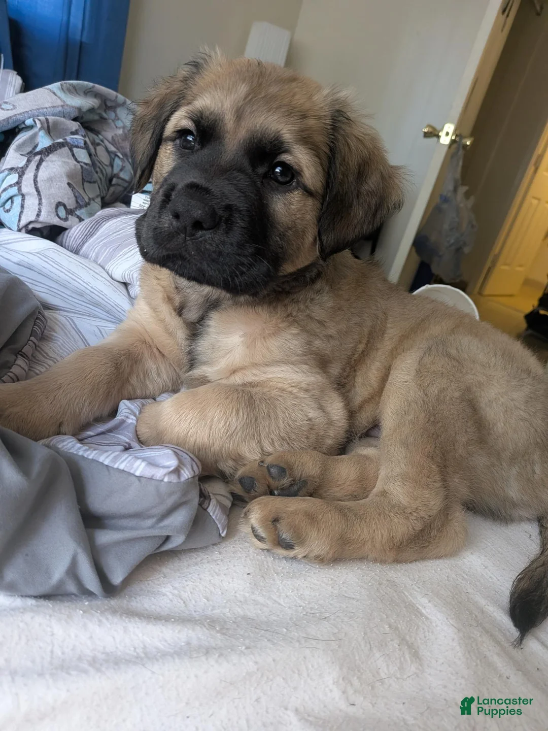 Mixed Breed dogs for sale: Mixed Breed 2 - Ad 1