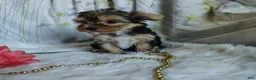 Yorkshire Terrier dogs for sale: Jolene - Ad 3