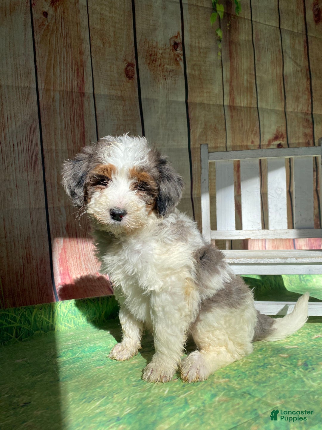 Mini Bernedoodle dogs for sale: Spur - Ad 5