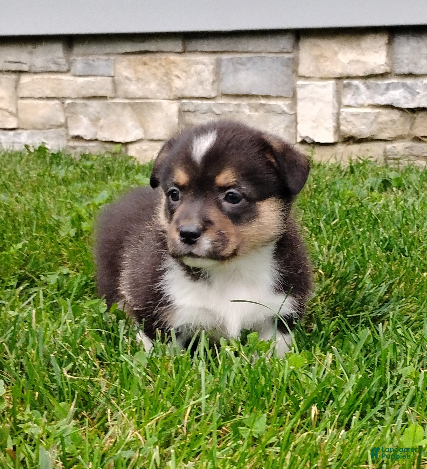Welsh Corgi Pembroke dogs Welsh Corgi Pembroke 2 - Ad 1