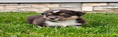 Welsh Corgi Pembroke 2