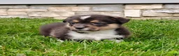 Welsh Corgi Pembroke dogs for sale: Welsh Corgi Pembroke 2 - Ad 1