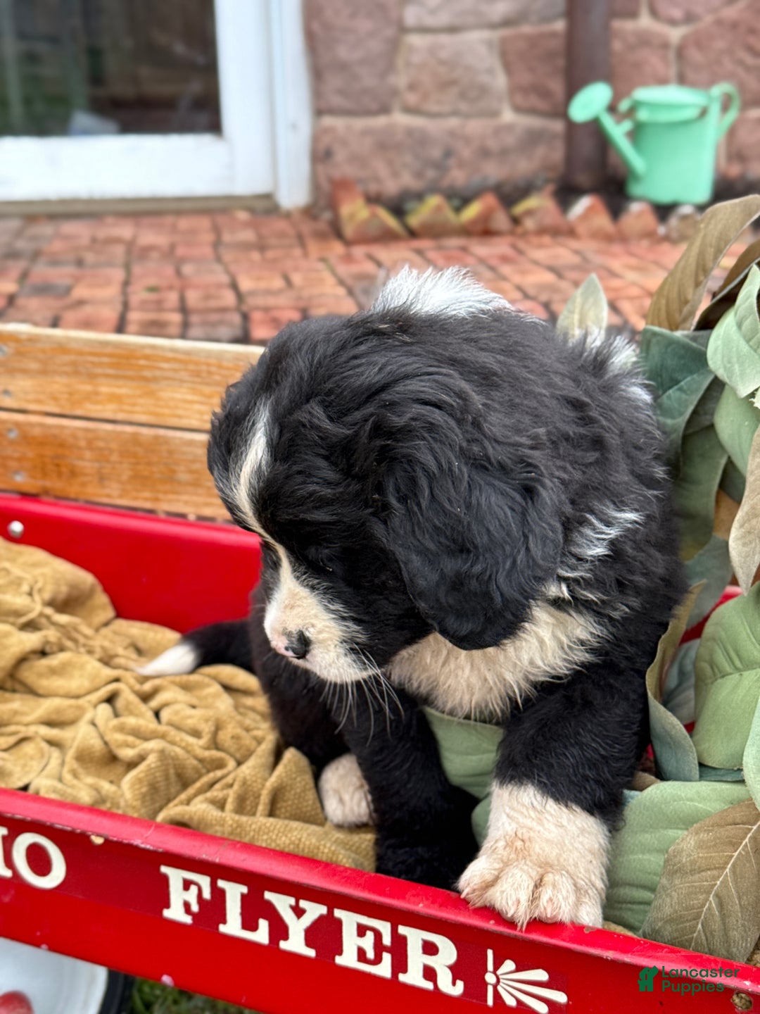 Mixed Breed dogs for sale: Wellington - Ad 6