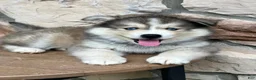 Pomsky dogs for sale: Teddy - Ad 1