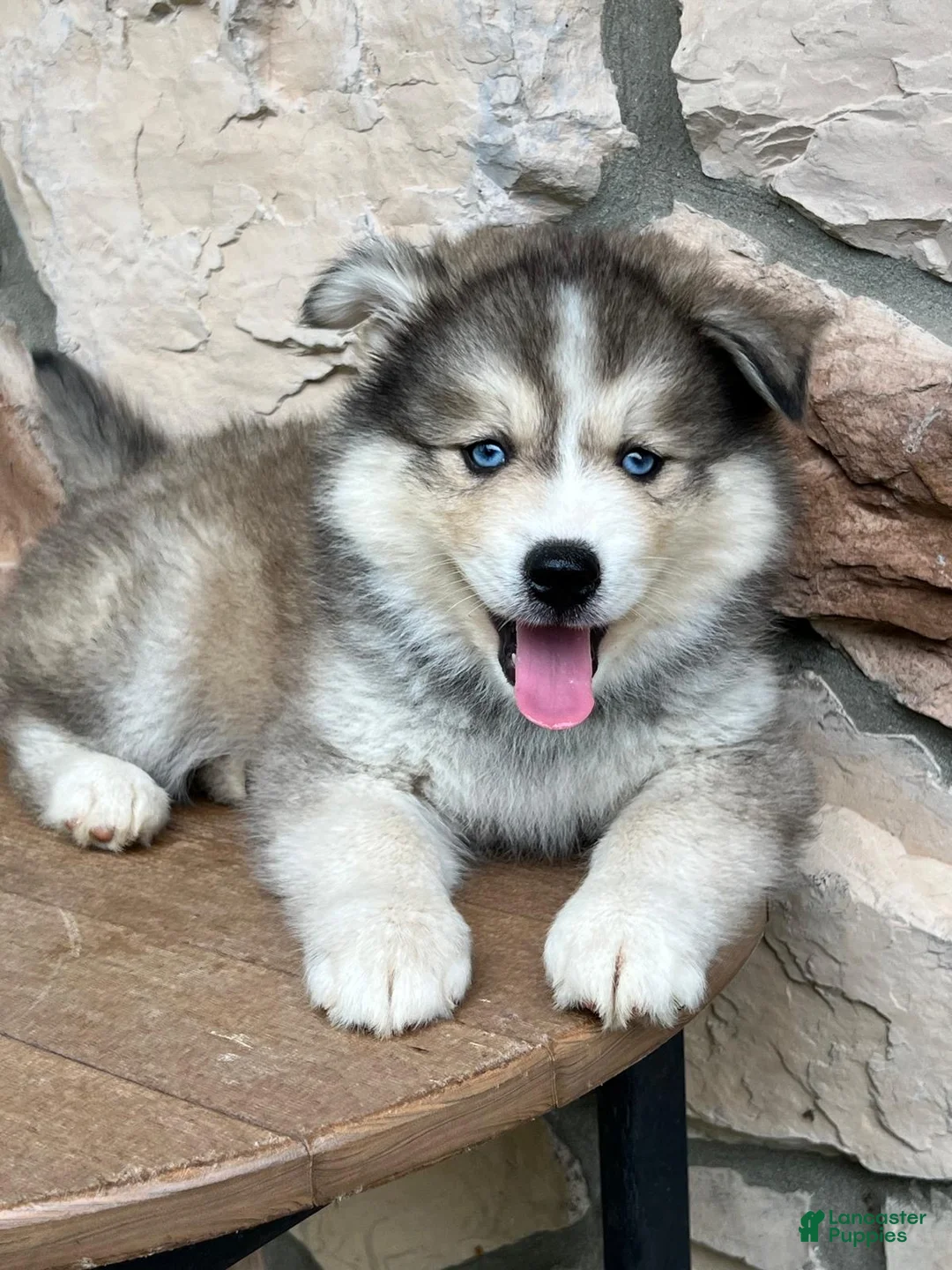 Pomsky dogs for sale: Teddy - Ad 1