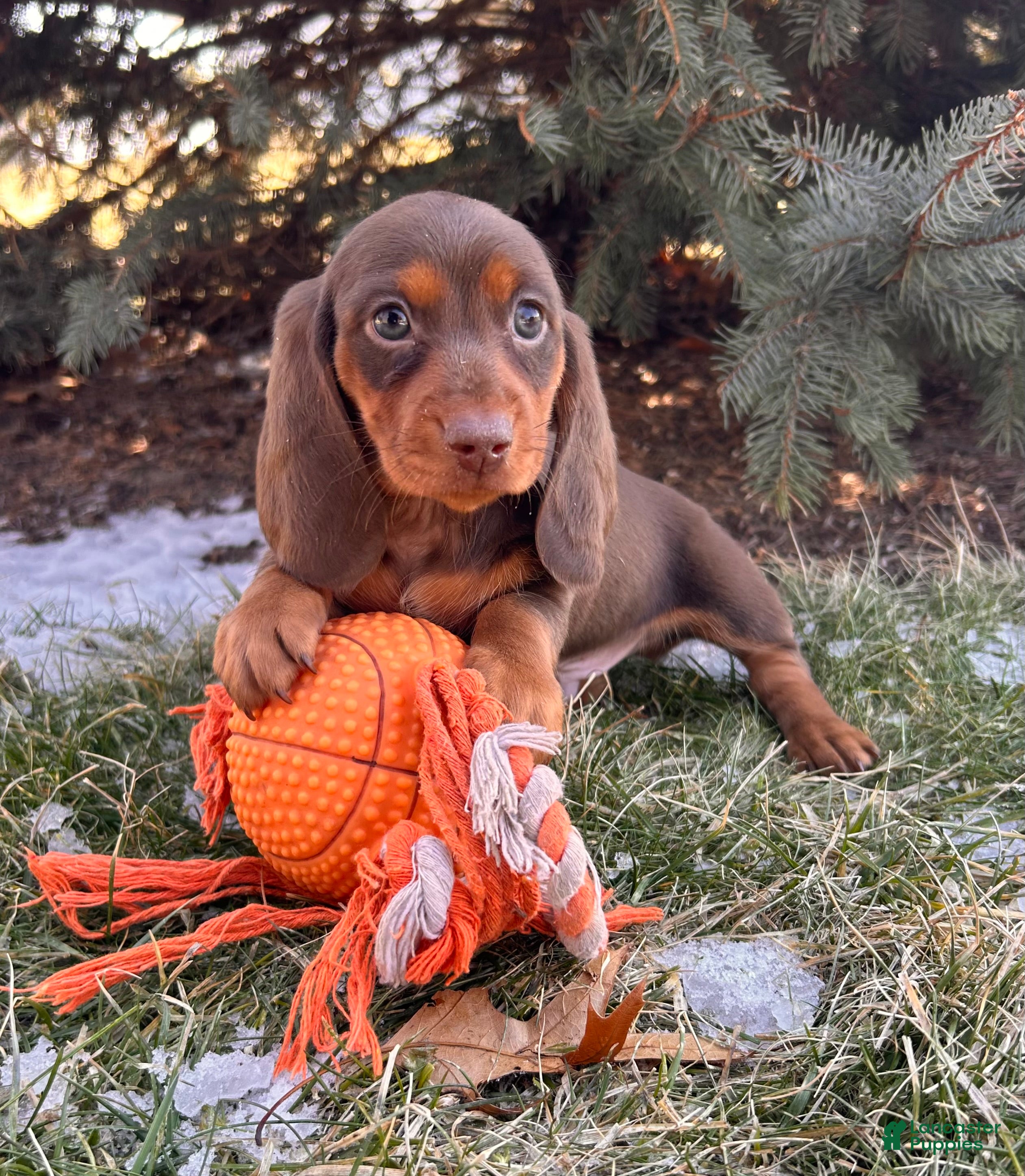 Miniature Dachshund dogs Max - Ad 1