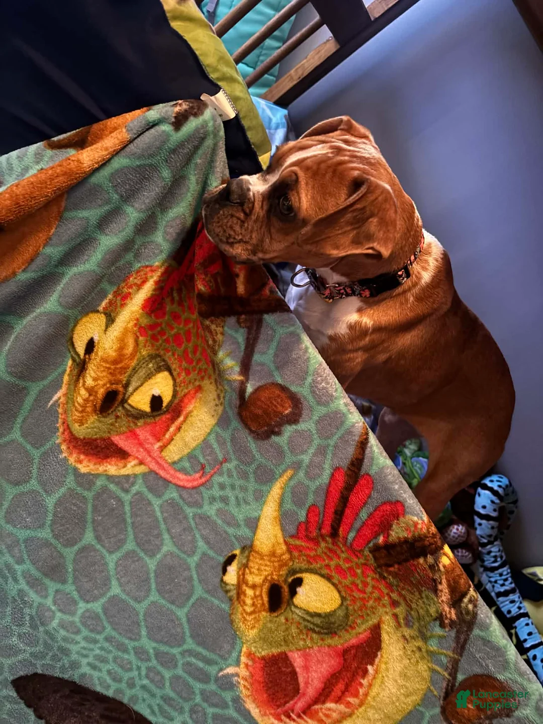 Boxer dogs for sale: Que - Ad 2