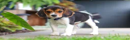 Beagle dogs for sale: Asher - Ad 3