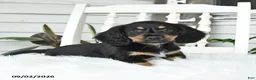 Dachshund dogs for sale: Shadow - Ad 3