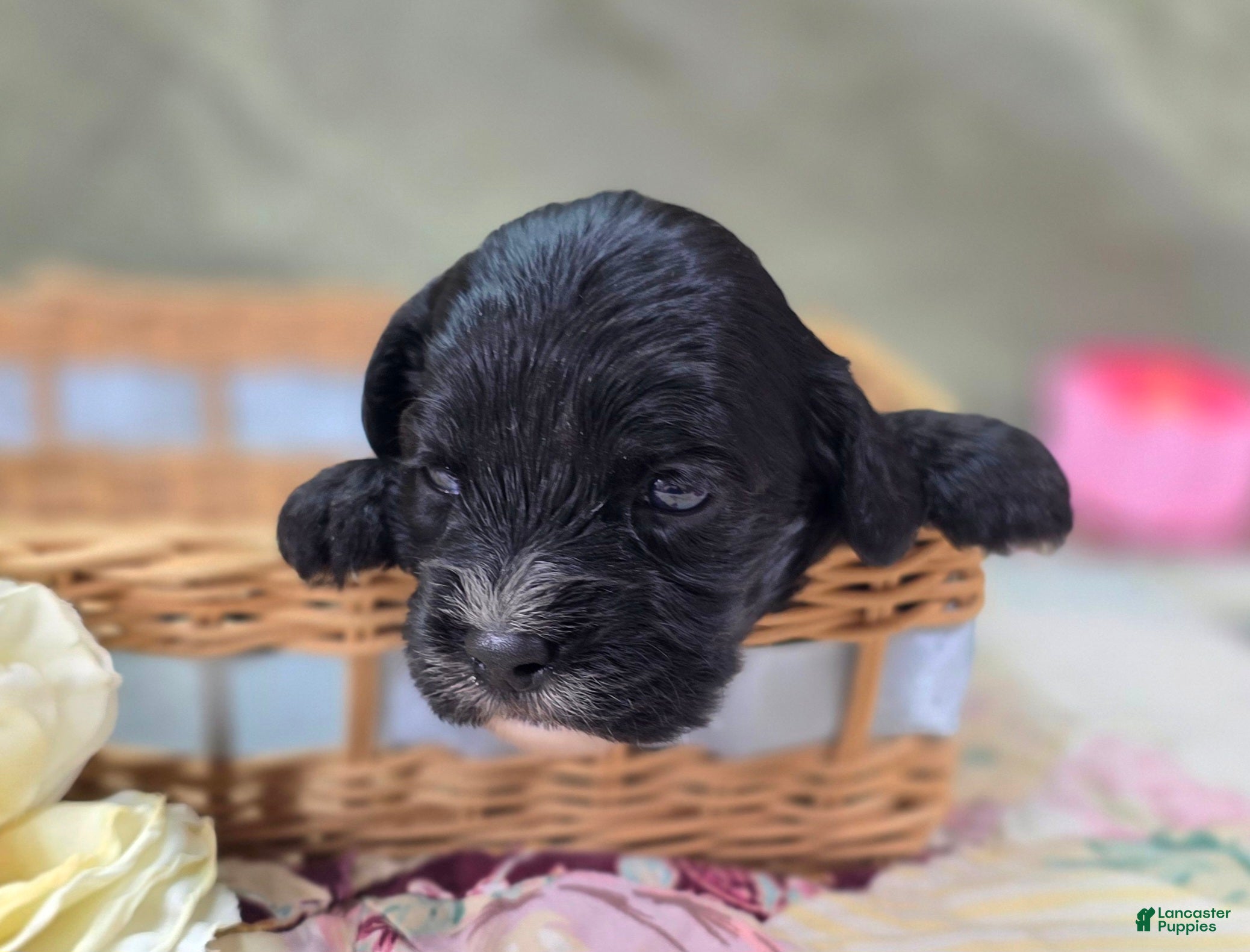 Cavapoo dogs Delilah - Ad 23
