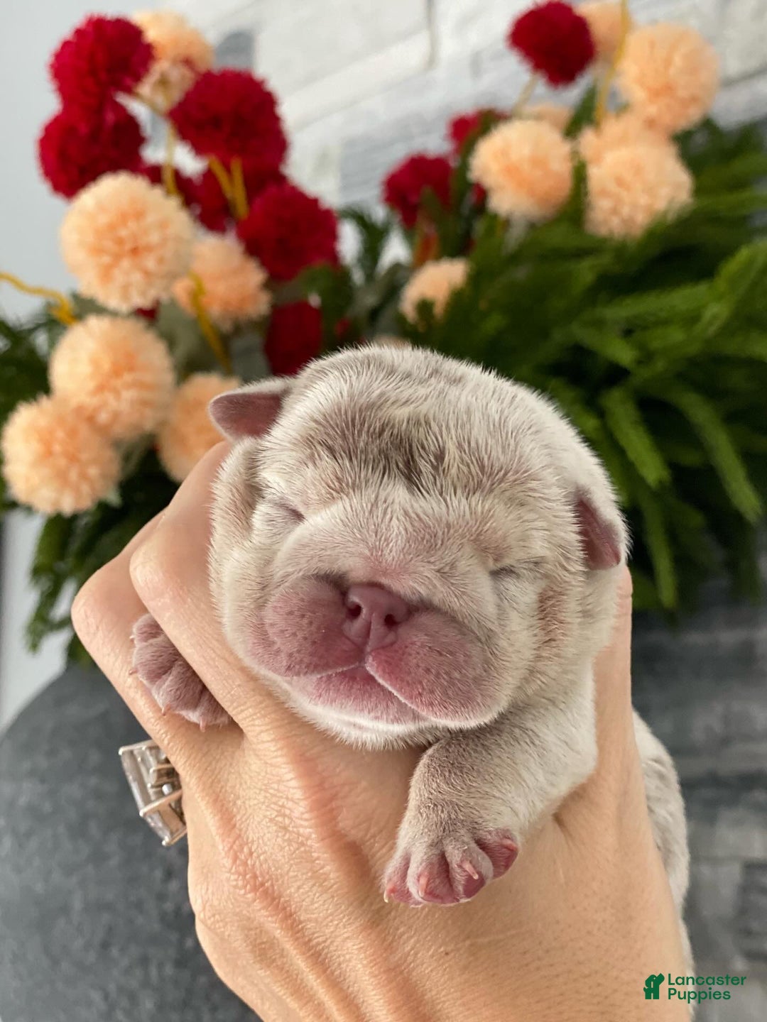 English Bulldog dogs for sale: Emma - Ad 4