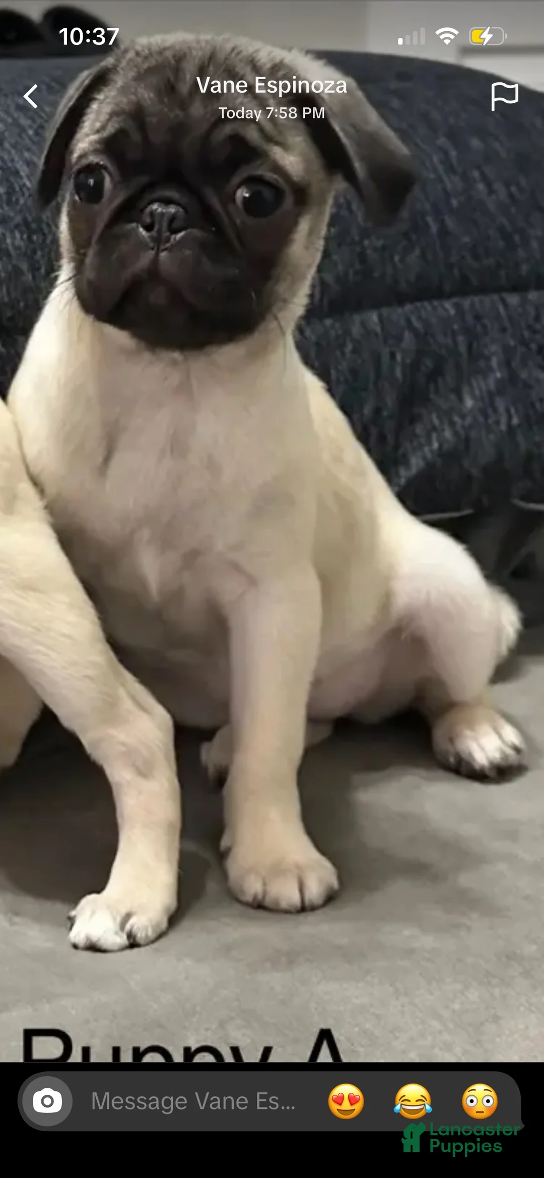 Gallery Image {{count}}