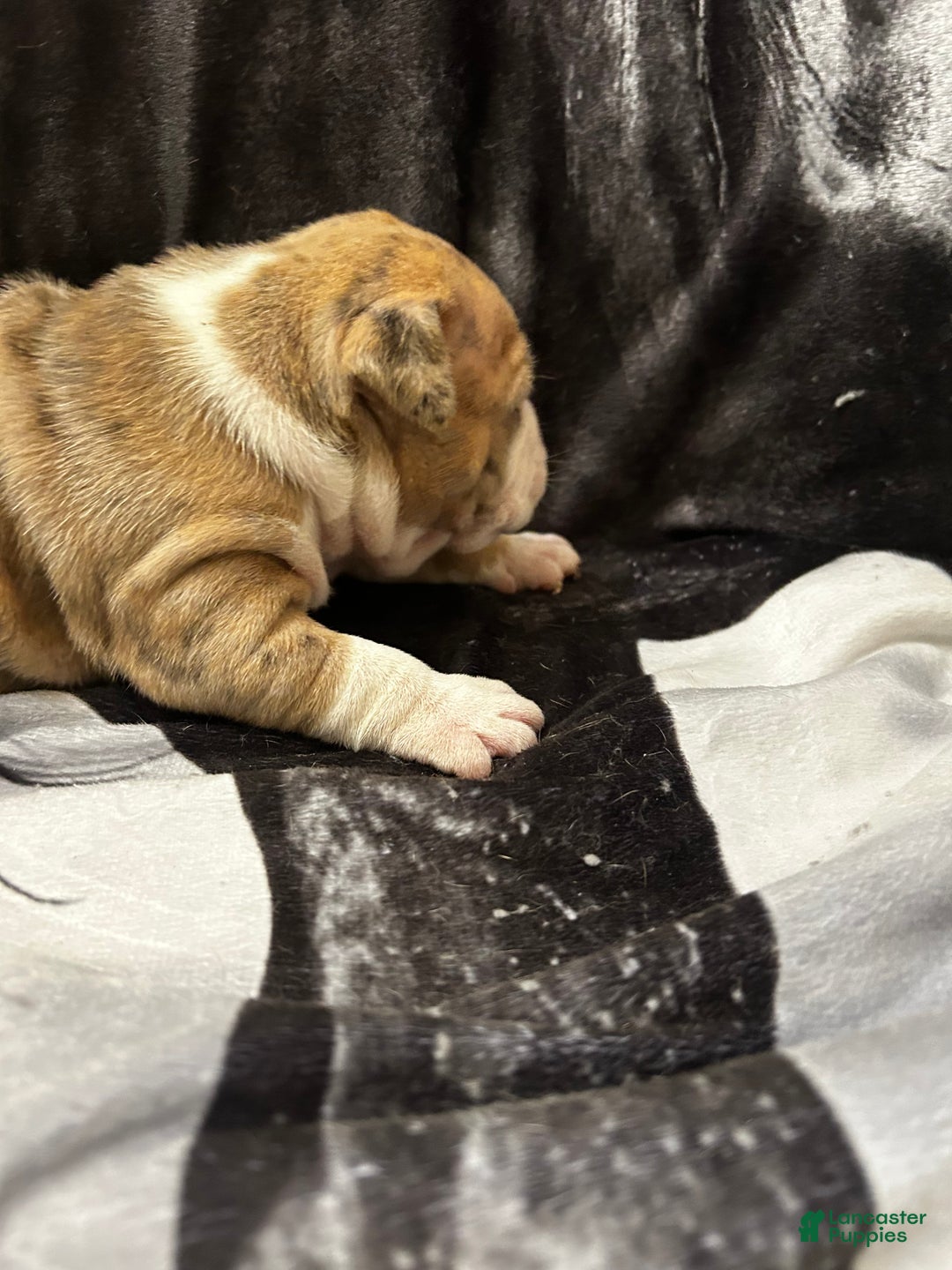 American Bully dogs for sale: American Bully Puppy 1 - Ad 6