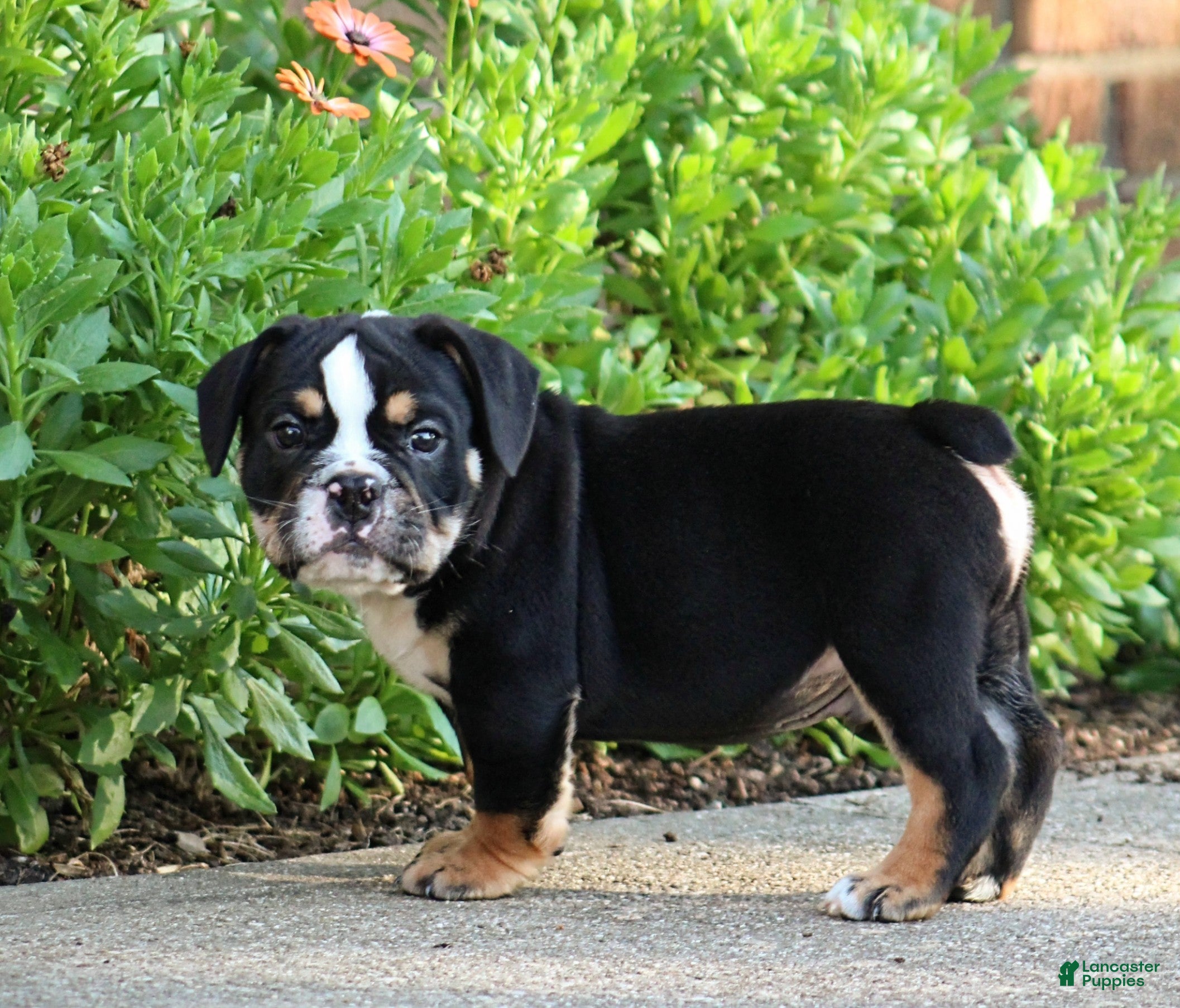 Beabull dogs Rubble - Ad 2