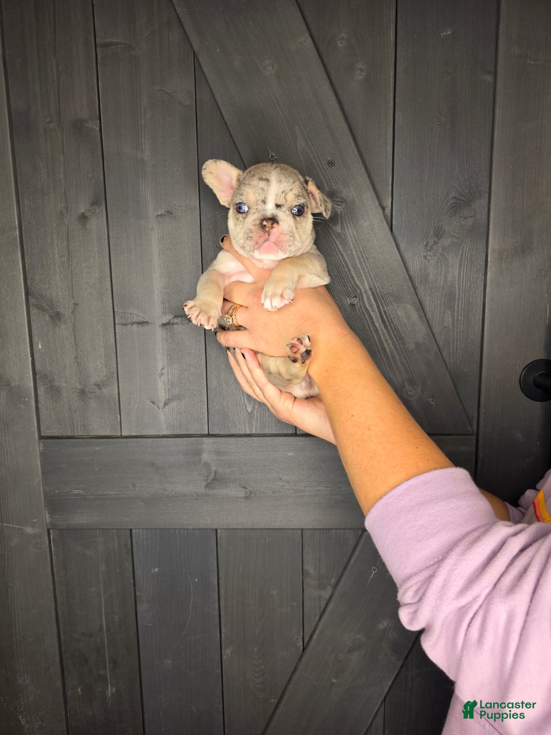 French Bulldog dogs for sale: French Bulldog Puppy 3 - Ad 11