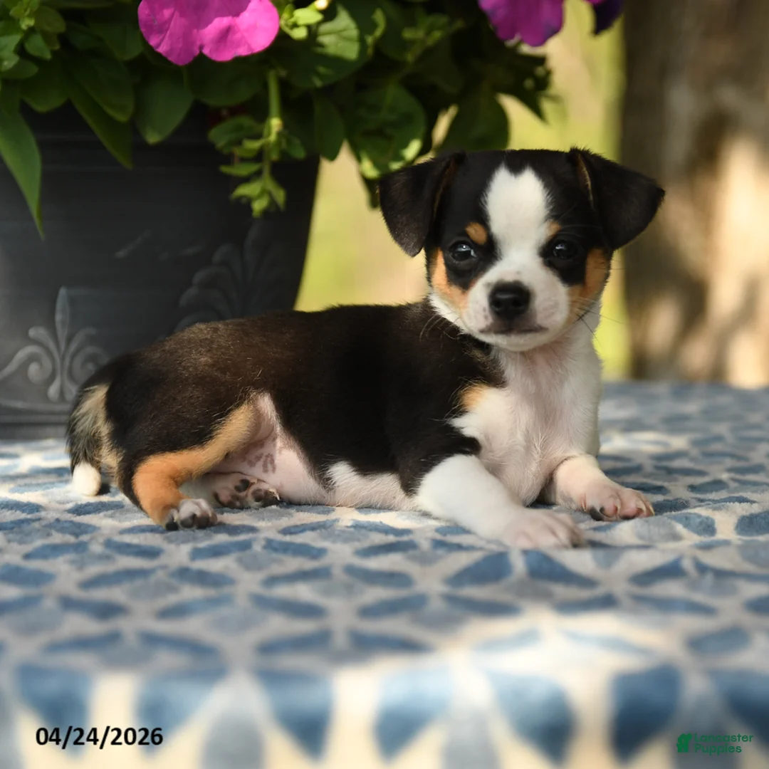 Chihuahua dogs for sale: Reagan - Ad 5