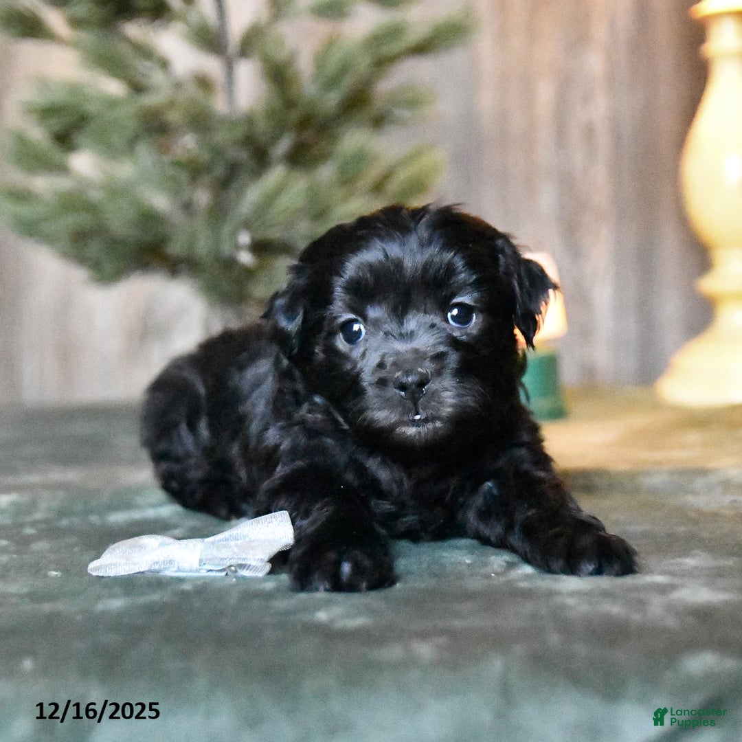 Mini Aussiedoodle dogs for sale: Blitzen  - Ad 1