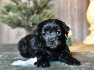 Mini Aussiedoodle dogs Blitzen - Ad 23
