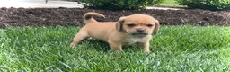Puggle dogs for sale: Puggle 2 - Ad 4