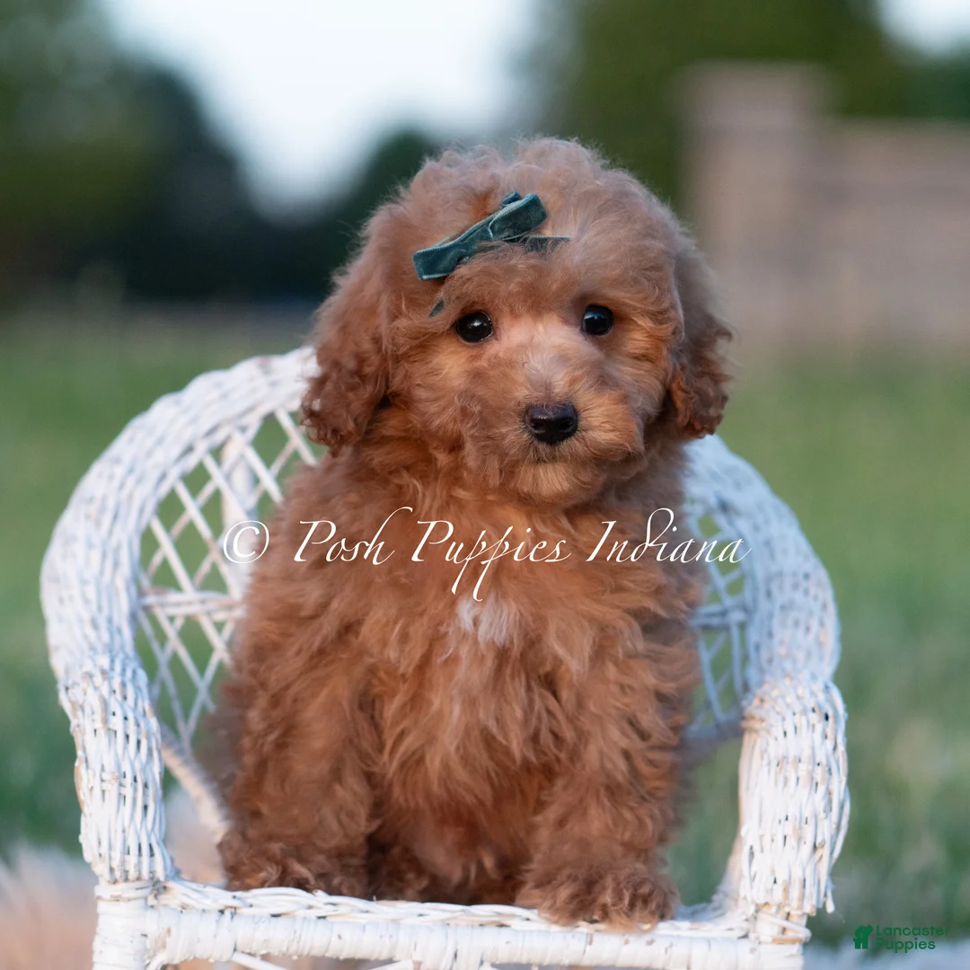 Maltipoo dogs for sale: Churro F1B - Ad 1