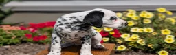 Dalmatian dogs for sale: Callie - Ad 7