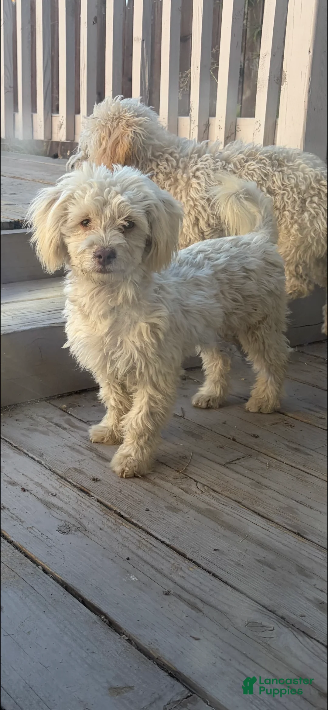 Maltipoo dogs for sale: Ria - Ad 2