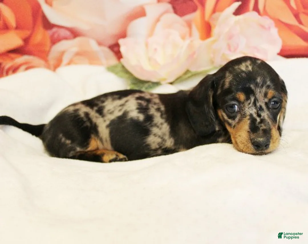 Miniature Dachshund dogs for sale: Francesca - Ad 1