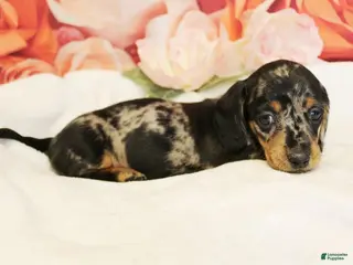 Miniature Dachshund dogs for sale: Francesca - Ad 3