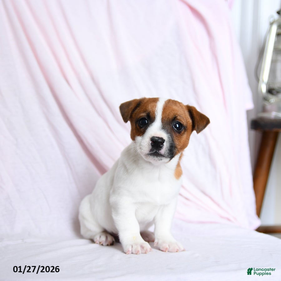 Jack Russell Terrier dogs Champ  - Ad 24