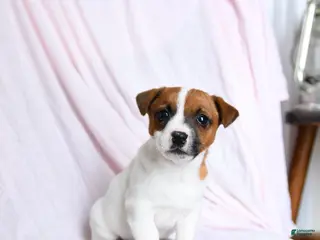 Jack Russell Terrier dogs Champ - Ad 24