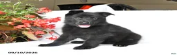 German Shepherd dogs for sale: Mabel - Ad 5
