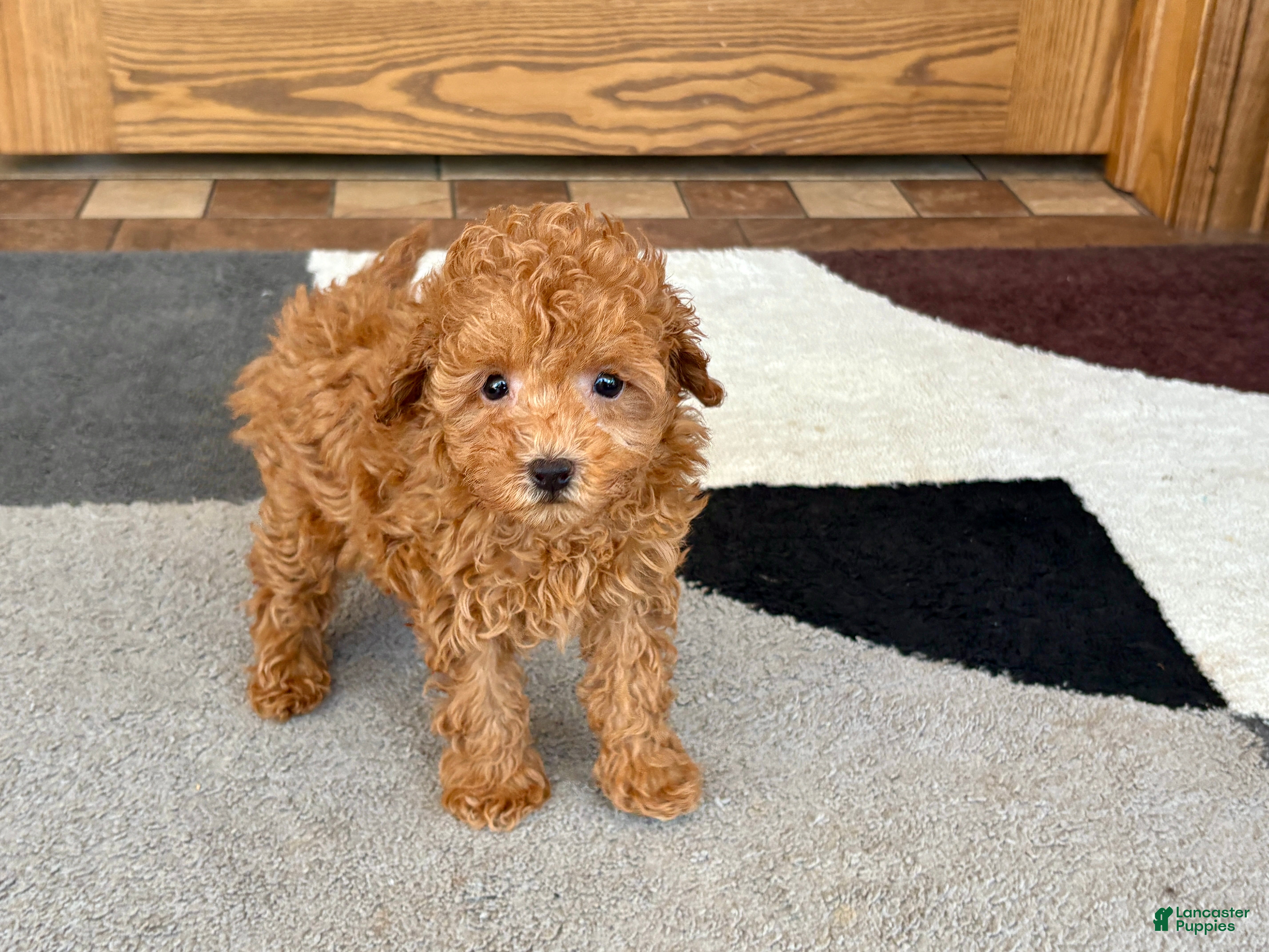 Maltipoo dogs Carrie - Ad 1