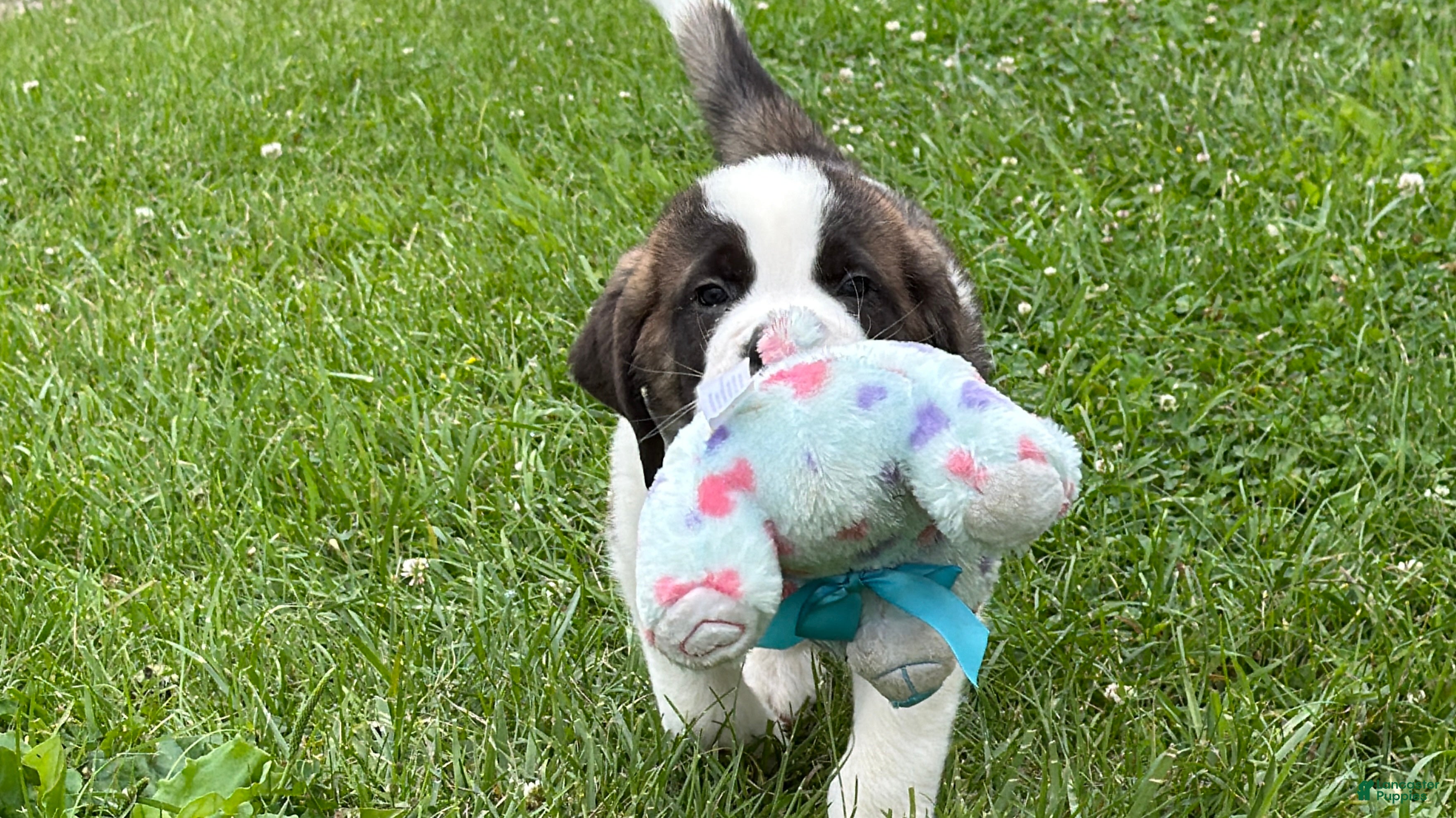 Saint Bernard dogs Boxer - Ad 1