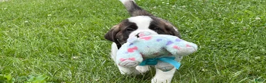 Boxer