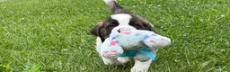 Saint Bernard dogs for sale: Boxer - Ad 1