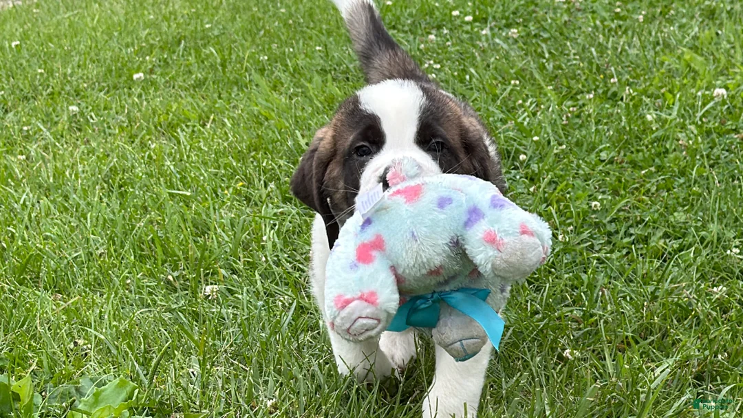 Saint Bernard dogs for sale: Boxer - Ad 1